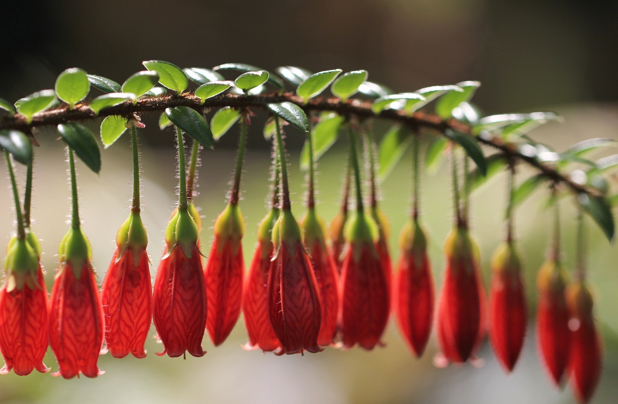 世界举重青年联赛选手交流见面会成功举办，世界举重青年锦标赛